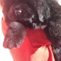 Newfoundland Puppies from Bookcliff Newfies