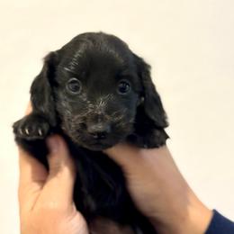 Ivonny - Black female Dachshund puppy in Goodyear, Arizona from D&C Royal Dachshunds LLC