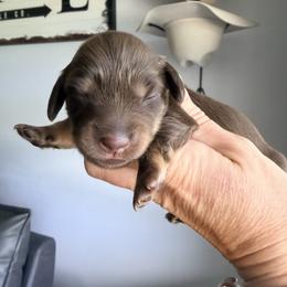 Lilly -pink collar- - Chocolate and cream female Dachshund puppy in Alva, Florida from Salty C's Dachshunds