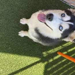 Precious - Pomsky