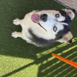 Precious - Pomsky