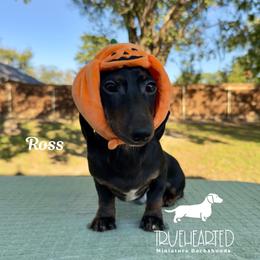 Ross - Black and tan male Dachshund puppy in Royse City, Texas from Truehearted Miniature Dachshunds