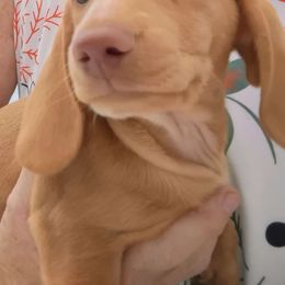 Willow - Dachshund puppy from Heaven Sent Doxies