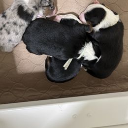 Miniature Australian Shepherd Puppies from Mill Creek Miniature Australian Shepherd