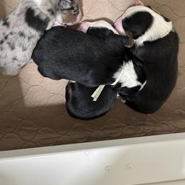Miniature Australian Shepherd Puppies from Mill Creek Miniature Australian Shepherd