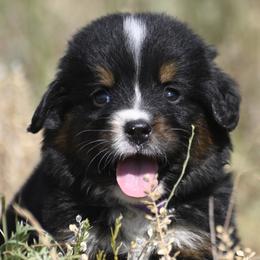 Bernese Mountain Dog, Golden Mountain Dog, and Golden Retriever Puppies from Grateful Bernese & Gage's Goldens
