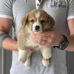 Olive - Male 3 - Red male Pembroke Welsh Corgi puppy in Jefferson, South Carolina from Blue Creek Farms