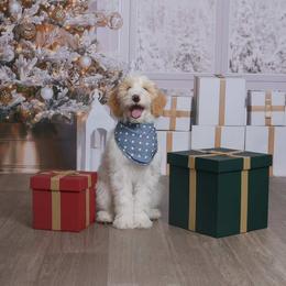 Bernedoodle, Goldendoodle, and Sheepadoodle Puppies from High Desert Doodles
