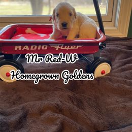 Golden Retriever Puppies from Homegrown Goldens