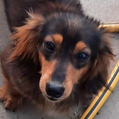 Bennett - Dachshund