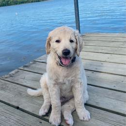 Shepherd - Cream male Goldendoodle puppy in Carlton, Minnesota from Lakeside Doodles MN