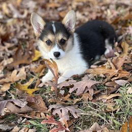Jill - Black and tan female Pembroke Welsh Corgi puppy in Fall Branch, Tennessee from Robyn Jones' Pembroke Welsh Corgis & American Corgis