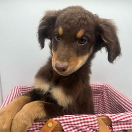 Reed - Red phantom male Aussiedoodle puppy in Austin, Texas from Doodles of Central Texas