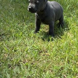 Little Bit (Boy) - Blue male Staffordshire Bull Terrier puppy in Dawsonville, Georgia from WEAT Pack