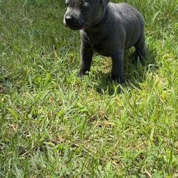 Little Bit (Boy) - Blue male Staffordshire Bull Terrier puppy in Dawsonville, Georgia from WEAT Pack