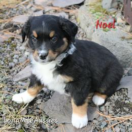Noel BTM2 - male Miniature Australian Shepherd puppy in Elgin, Oregon from LongMile Aussies