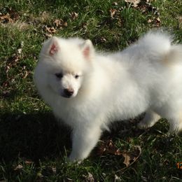 WHITE KEESHONDEN - White female Keeshond puppy in Fayetteville, Tennessee from Erbekees-Keeshonden