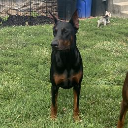 Goose - Doberman Pinscher