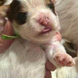 Cooper - Chocolate, tan and white male Yorkshire Terrier puppy in Tangipahoa County, Louisiana from Riche’ Louisiana Yorkies