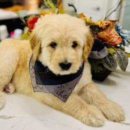 Aussiedoodle and Bernedoodle Puppies from Little Hawcreek Doodles