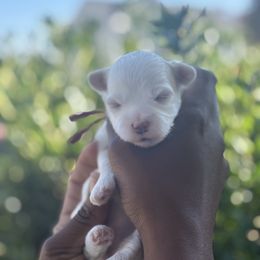 Peppermint Patty - White female Maltese puppy in Raleigh, North Carolina from Loveable Litters