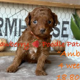 Amber (orange collar) - Red  female Poodle puppy in Boyes, Montana from Strawberry Poodle Patch