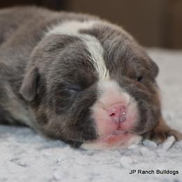 Peaches - Blue tri-color female Bulldog puppy in Winnsboro, Texas from JP Ranch Bulldogs