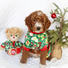 Rudolph (Yellow Collar) - Goldendoodle puppy from Fluffy Puppy Mini Doodles LLC