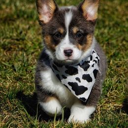 French Bulldog and Pembroke Welsh Corgi Puppies from Burn 3 Farms