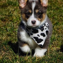 French Bulldog and Pembroke Welsh Corgi Puppies from Burn 3 Farms