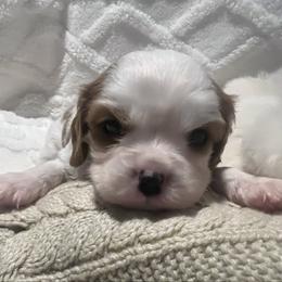 Chip - Blenheim male Cavalier King Charles Spaniel puppy in Pennsylvania from Julie's Cavalier King Charles Spaniels
