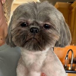 Benny - Blue male Shih Tzu puppy in Victorville, California from RUMBLE n TUMBLE