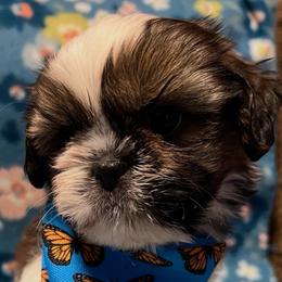 Milo - Gold and white male Shih Tzu puppy in Hemet, California from Aloha Shih Tzu