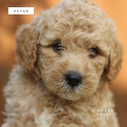 Peter - Apricot male Goldendoodle puppy in Lawton, Oklahoma from Nova's Minidoodles