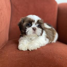 Boy 3 - male Shih Tzu puppy in Troy, Michigan from "Shihtzu Best Friend"