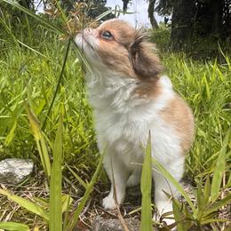 Billy - Sable and white male Japanese Chin puppy in Kealakekua, Hawaii from A few of my favorite Japanese Chins