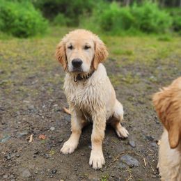 Denali's Nunatuk - Golden Retriever puppy in Anchorage, Alaska from Denali Golden Retrievers