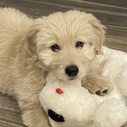 Goldendoodles and Golden Retrievers from Servant Kennel
