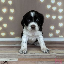 Iris - English Springer Spaniel puppy in Pine Island, Minnesota from Country Breeze Springer Spaniels