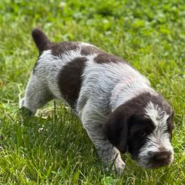 Goldendoodle and Wirehaired Pointing Griffon Puppies from Ole Poor Farm