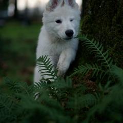 Berger Blanc Suisse Puppies from Moro Shepherds
