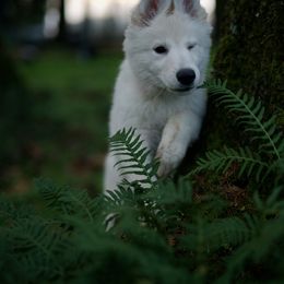 Berger Blanc Suisse Puppies from Moro Shepherds