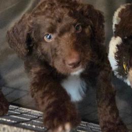 Diva -purple collar - Brown female Bernedoodle puppy in Aurora, Colorado from Simply Amazing Doodles