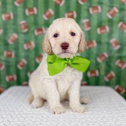Spike - Green collar - Cream male Goldendoodle puppy in The Woodlands, Texas from Golden Fields Doodles