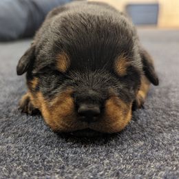Rottweiler Puppies from Hauser's Kennel