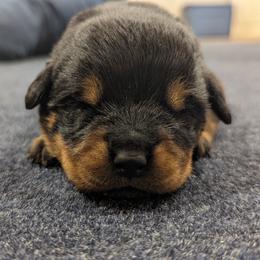 Rottweiler Puppies from Hauser's Kennel