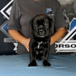 Blue Collar 6wk Male - Black male Cane Corso puppy in Linden, Texas from Da Boyz Cane Corso