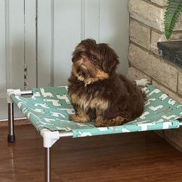 Ellie - Chocolate and tan female Shih Tzu puppy in Connersville, Indiana from Royal Blossom Shihtzus