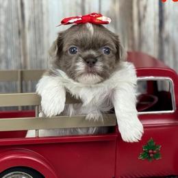 Truvy - Lilac female Shih Tzu puppy in Beatrice, Nebraska from I Shih Tzu Not Puppies