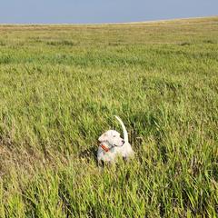English Setter Puppies from Woodsway Kennel